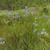 Eryngium aquaticum