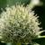 Eryngium yuccifolium