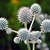 Rounded whitish flowers
