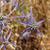 Eryngium aquaticum