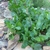 rosettes of broad leaves.