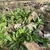 rosettes of broad leaves among rocks.