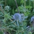 Small blue flowers in round heads surrounded by blue bracts.