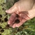 Dark brown rounded seedheads