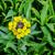Flower with leaves