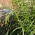 Stem and leaves