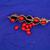 Erythrina herbacea