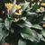 Erythronium 'Pagoda'