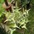 Erythrina herbacea