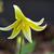 Erythronium 'Pagoda'