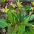 Erythronium 'Pagoda'