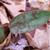Erythronium americanum