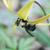 Erythronium americanum with bumblebee