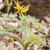 Erythronium_americanum form