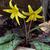 Erythronium americanum form