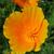 Eschscholzia californica