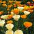 Eschscholzia californica