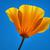 Eschscholzia californica