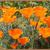 Eschscholzia californica