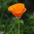 Eschscholzia californica