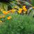 Eschscholzia californica