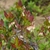 Raceme of pendulous white urn-shaped flowers with foliage.