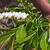  Eubotrys racemosa - 