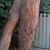 Eucalyptus cinerea