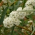 White stamen flowers and narrow leaves