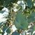 Ovate leaves