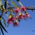 Red stamen flowers and narrow leaves