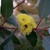Yellow stamen flowers.