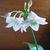 Waxy white flowers atop a long stalk.