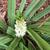 Eucomis