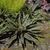 Eucomis