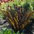 Eucomis