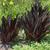 Eucomis