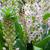 Eucomis comosa