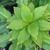 Eucomis bicolor