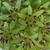 Eucomis bicolor
