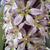 Eucomis bicolor