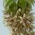 Eucomis bicolor