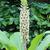 Eucomis