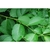 Underside of leaf and stem