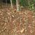 erect habit