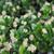 Euonymus fortunei