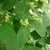 Pale green leaves and green, 4-petaled flowers.