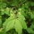 Pale green leaves and green, 4-petaled flowers.