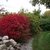 Rounded shrub with bright red foliage.