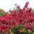 Euonymus alatus 'Compactus'
